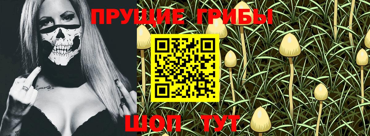 Псилоцибиновые грибы Psilocybe  Вход с VPN  Кировск 